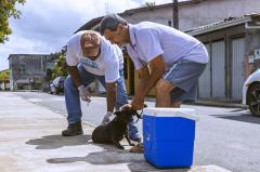Campanha de vacinação antirrábica para cães e gatos iniciou hoje (18)