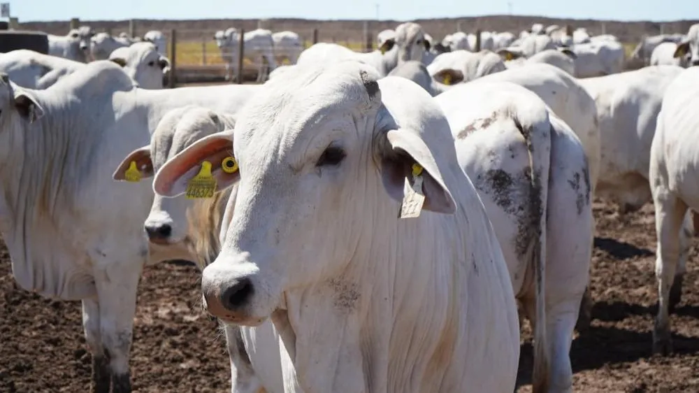 Bahia bate recorde histórico na pecuária e se consolida como potência agropecuária nacional