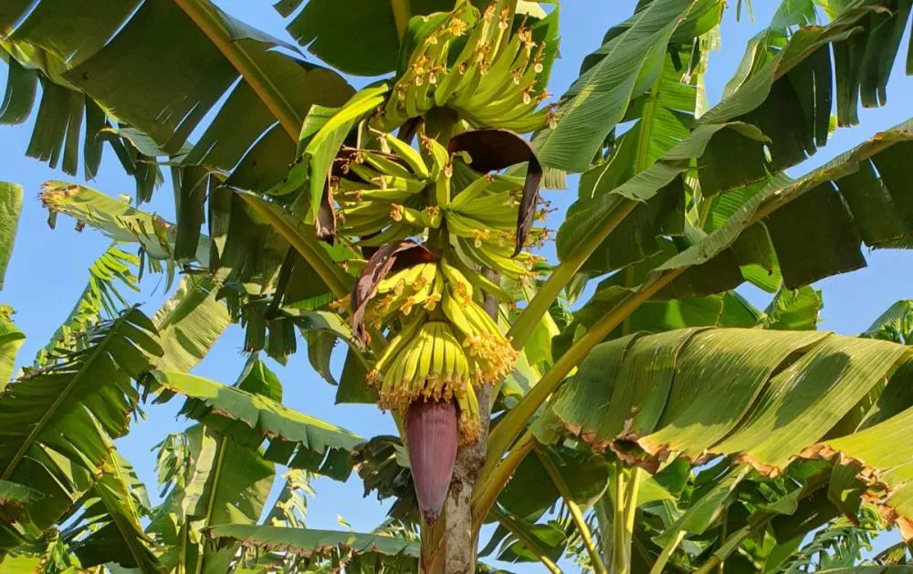 Seagri busca inovação na Chapada Diamantina para fortalecer bananicultura em Mata de São João
