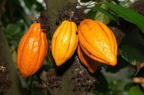 Cacau premium do sul da Bahia conquista o mercado europeu