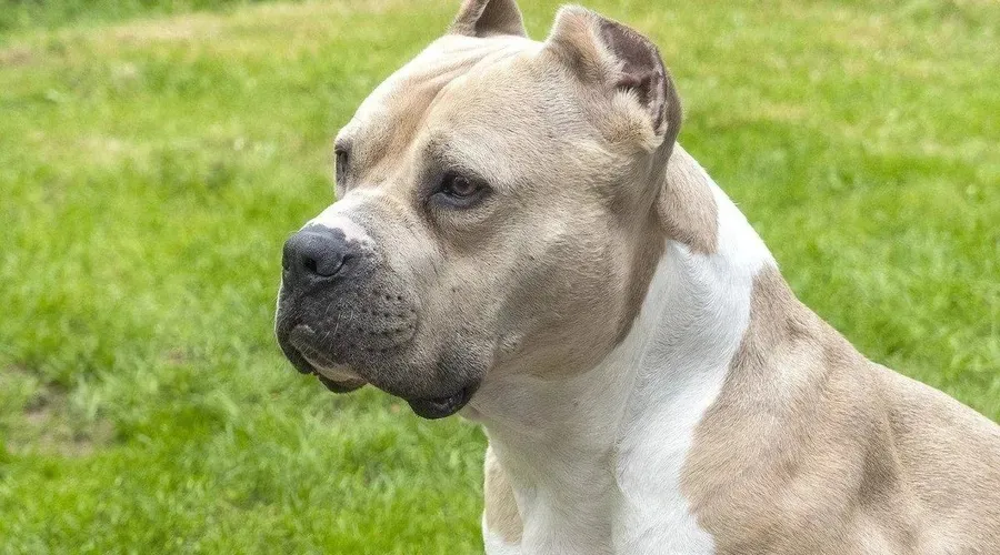 Ataque brutal de cães deixa criança em estado grave no interior de São Paulo