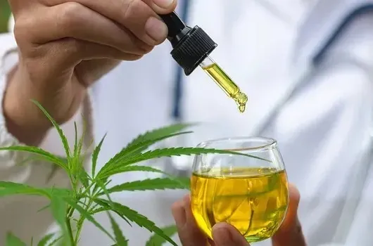 Anvisa apresenta proposta para regulamentar produção de cannabis medicinal no Brasil