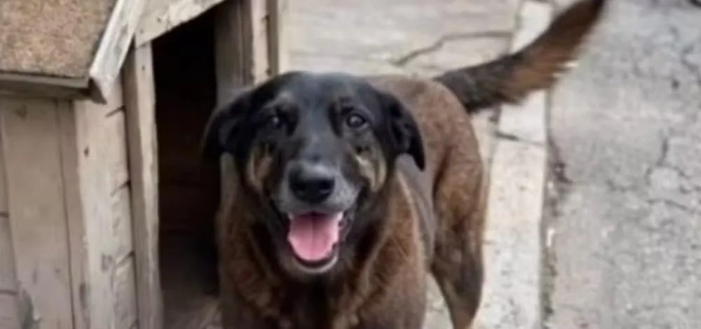 Violência contra cão comunitário gera comoção em Florianópolis