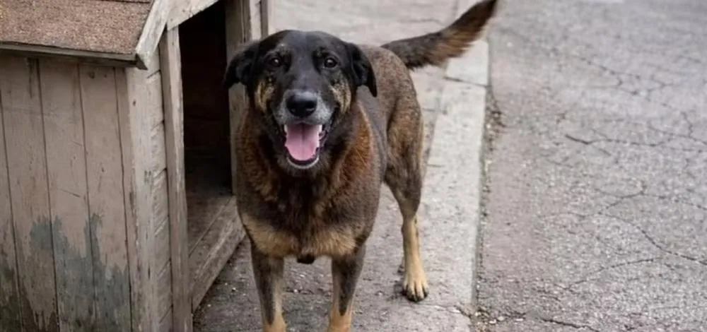 “Justiça por Orelha”: governo prepara decreto contra maus-tratos a animais