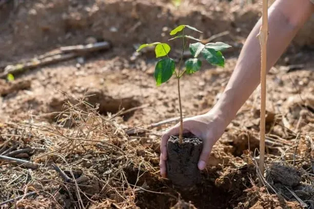 Prefeitura promove plantio comunitário de 160 mudas nativas da Mata Atlântica no Litoral
