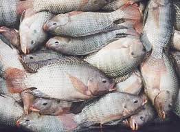 Prefeitura inicia entrega do peixe e kit Semana Santa na próxima segunda-feira (11)