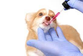 Soluções manipuladas são aliadas na medicação de pets