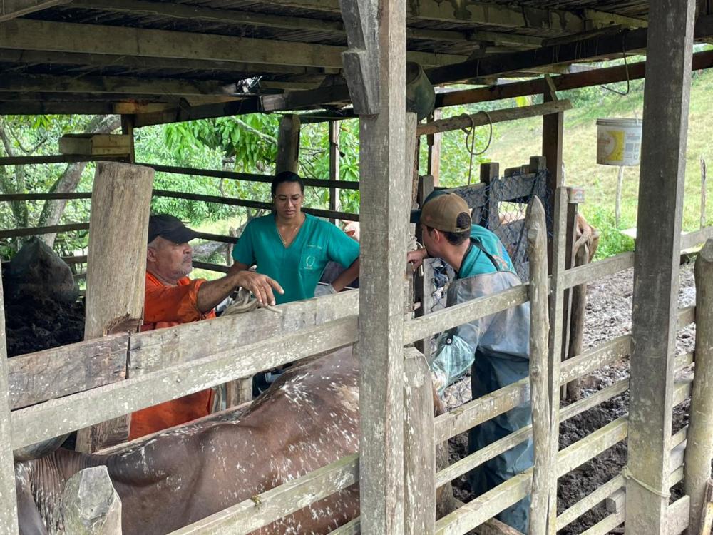 Mata de São João inicia inseminação de gado leiteiro 