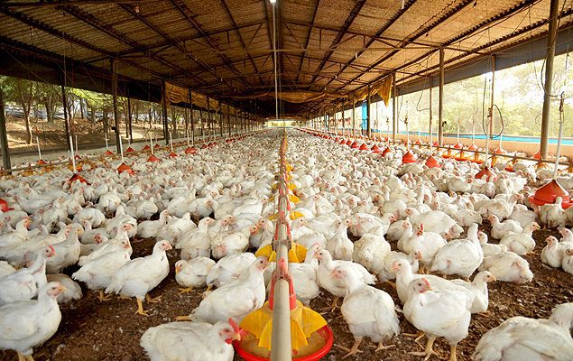 Ministério da agricultura decreta emergência após casos no brasil de gripe aviária