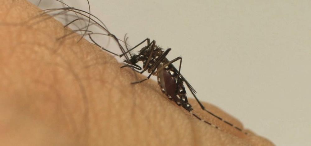 Brasil é o mais afetado pelo surto de dengue nas Américas
