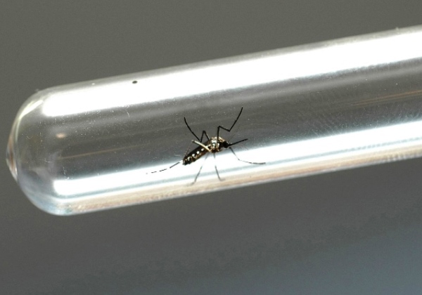 Brasil é país com mais casos de dengue no mundo, alerta OMS