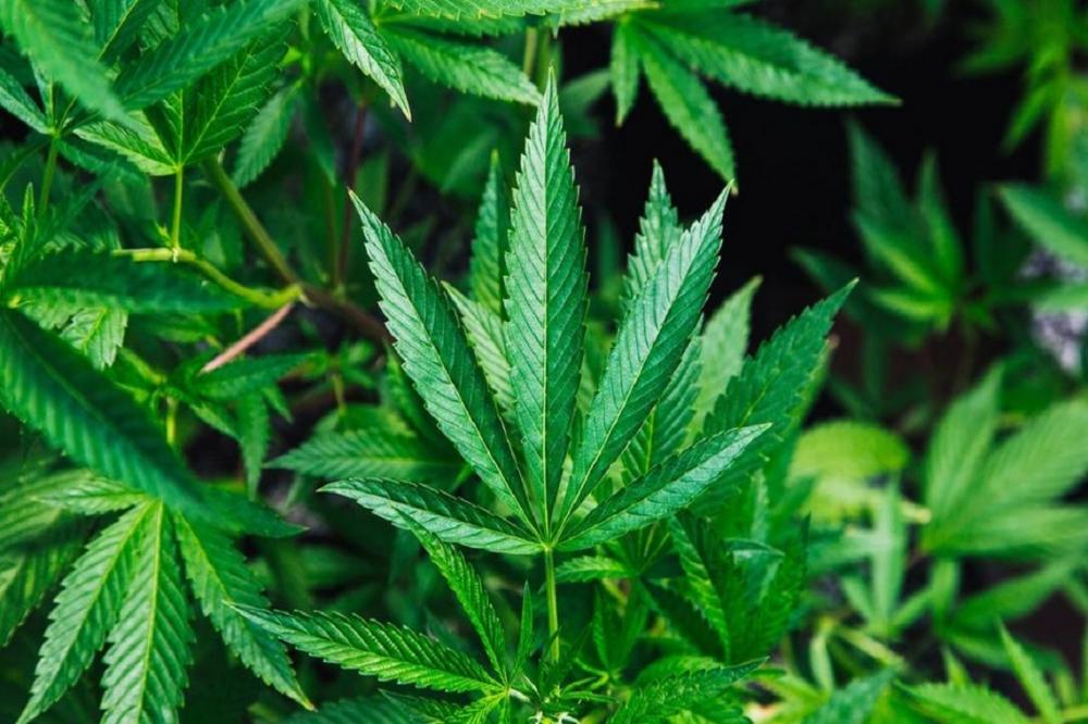 Nova York legaliza uso recreativo da maconha