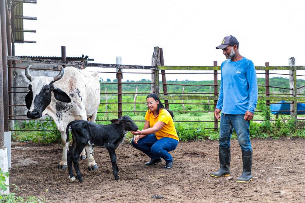 SEAGRI comemora nascimento do primeiro bezerro resultado do programa de inseminação do gado leiteiro, em parceria com o CONAFER
