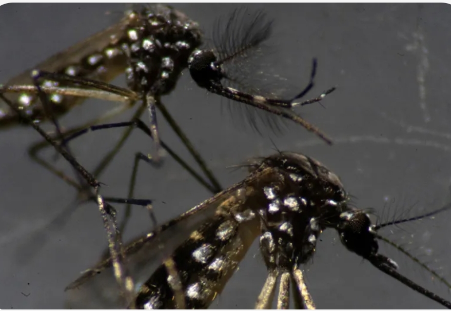 Sesab confirma mais três mortes por dengue na Bahia; total é de 12