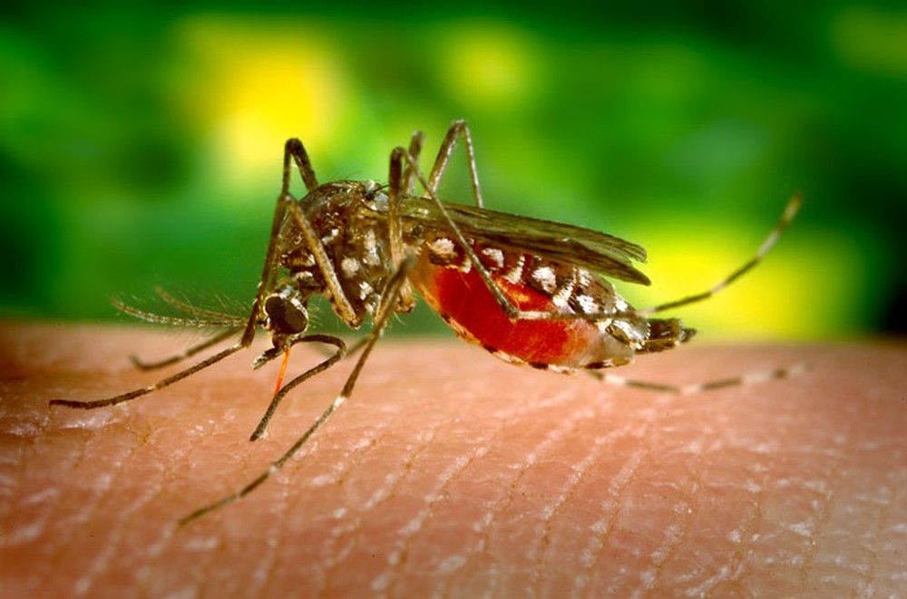 Epidemia de Dengue na Bahia: Um alerta para a saúde pública