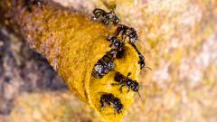 Mata de São João sediará I Simpósio de Meliponicultura do Bioma Mata Atlântica, em maio