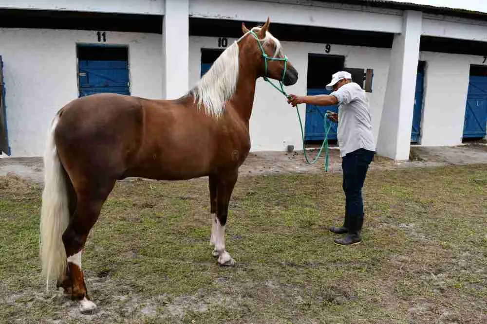 Expo Alagoinhas Mangalarga Marchador reúne 254 animais em sua terceira edição