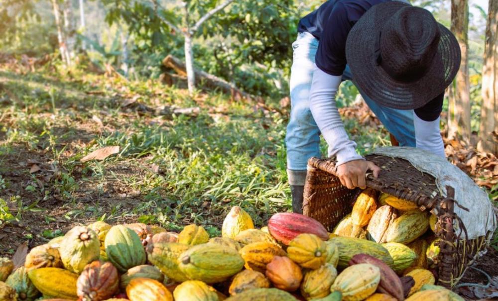 Prefeitura promove capacitação para fortalecer produção de cacau em Mata