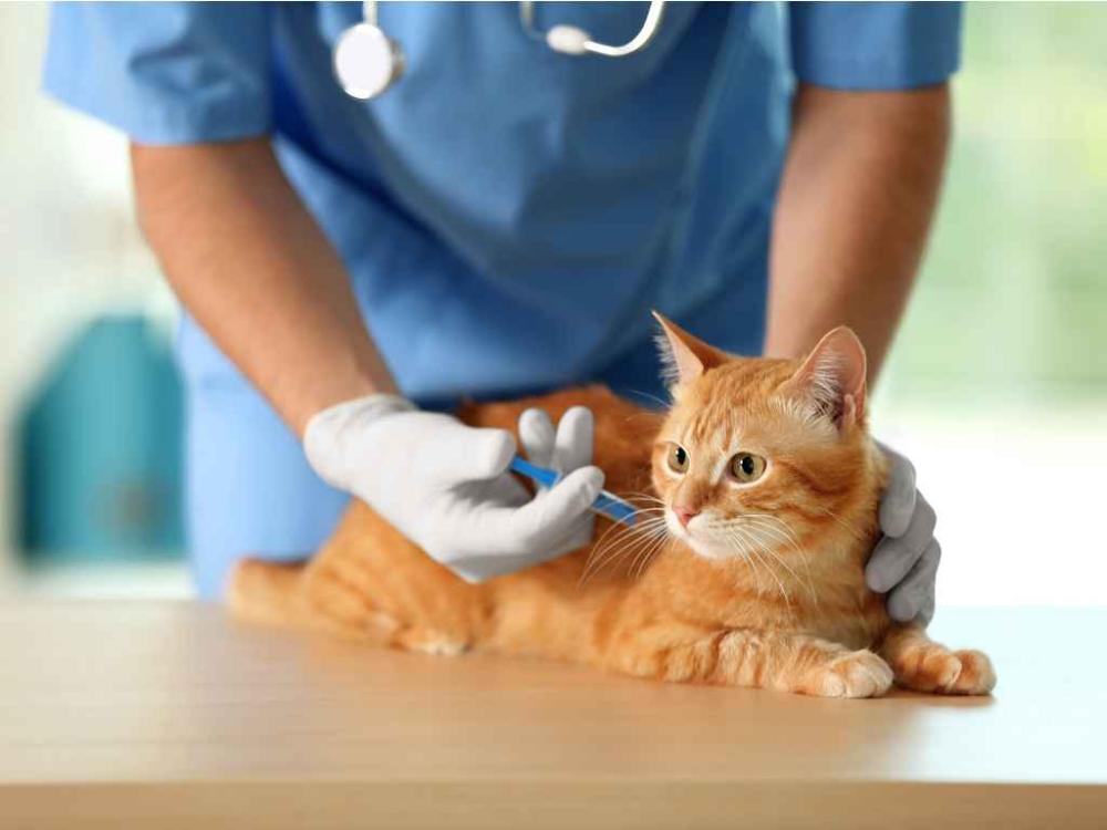 Sesau inicia campanha de vacinação antirrábica para cães e gatos nesta segunda (18)