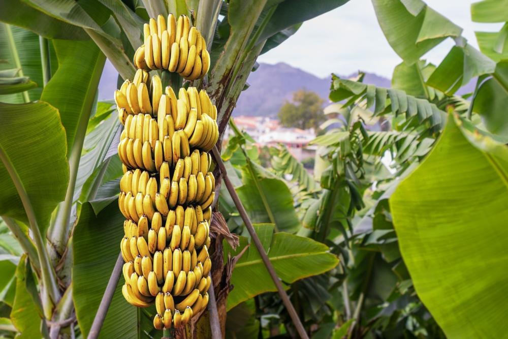 Seagri realiza capacitação para trabalhadores no cultivo avançado da banana